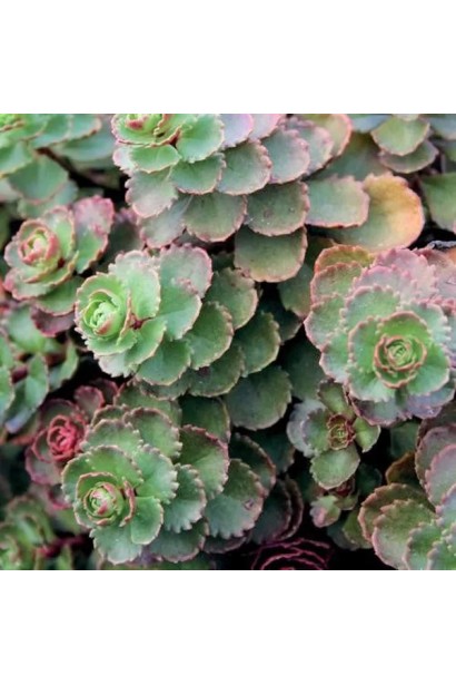 Очиток / седум помилковий Драгонс Блуд